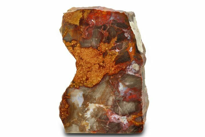 Colorful Petrified Wood Stand Up - Utah #299246